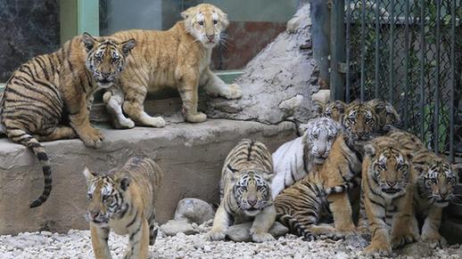 12 tiger cubs meet with public at wildlife zoo in China's Shandong ...