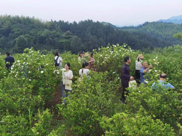 栀子产业扶持亟需政策引领_中国国情_中国网