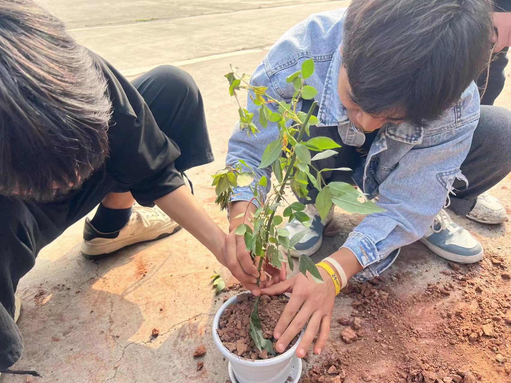 不负“双减”好时光,劳动教育促成长——记磨池初中3.12植树节_中国国情_中国网