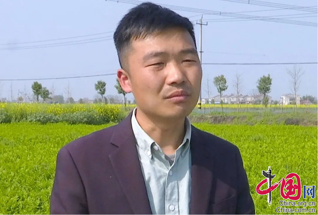 四季不断档 季季有收益——江陵白马探索“芹虾稻”连作新模式_中国国情_中国网