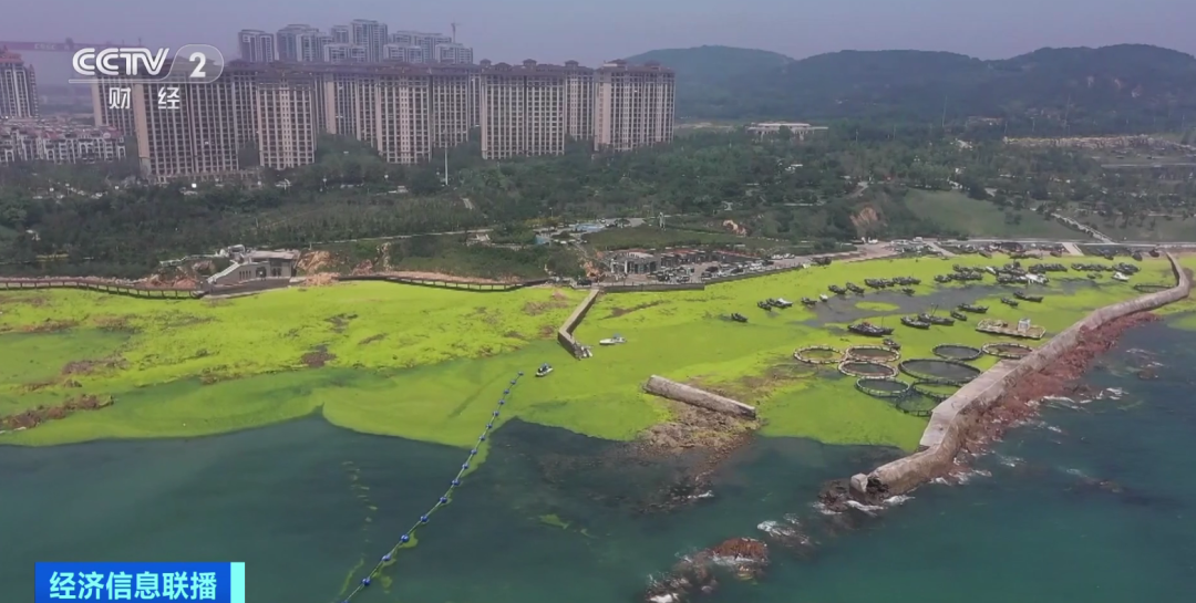 已抵达近岸海域!山东青岛,再现浒苔绿潮!_中国网