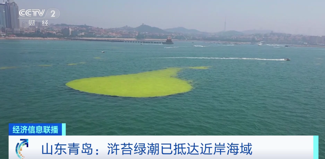 已抵达近岸海域!山东青岛,再现浒苔绿潮!_中国网