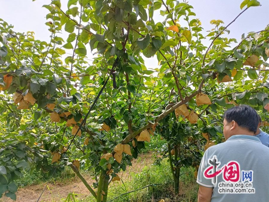 第四届全国梨产业发展学术交流会暨“中华好梨”品鉴推介活动在江苏省徐州市睢宁举办_中国网