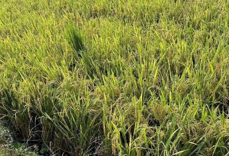 四川犍為舞雩鎮再生稻喜獲豐收 平均畝産超300公斤_中國網