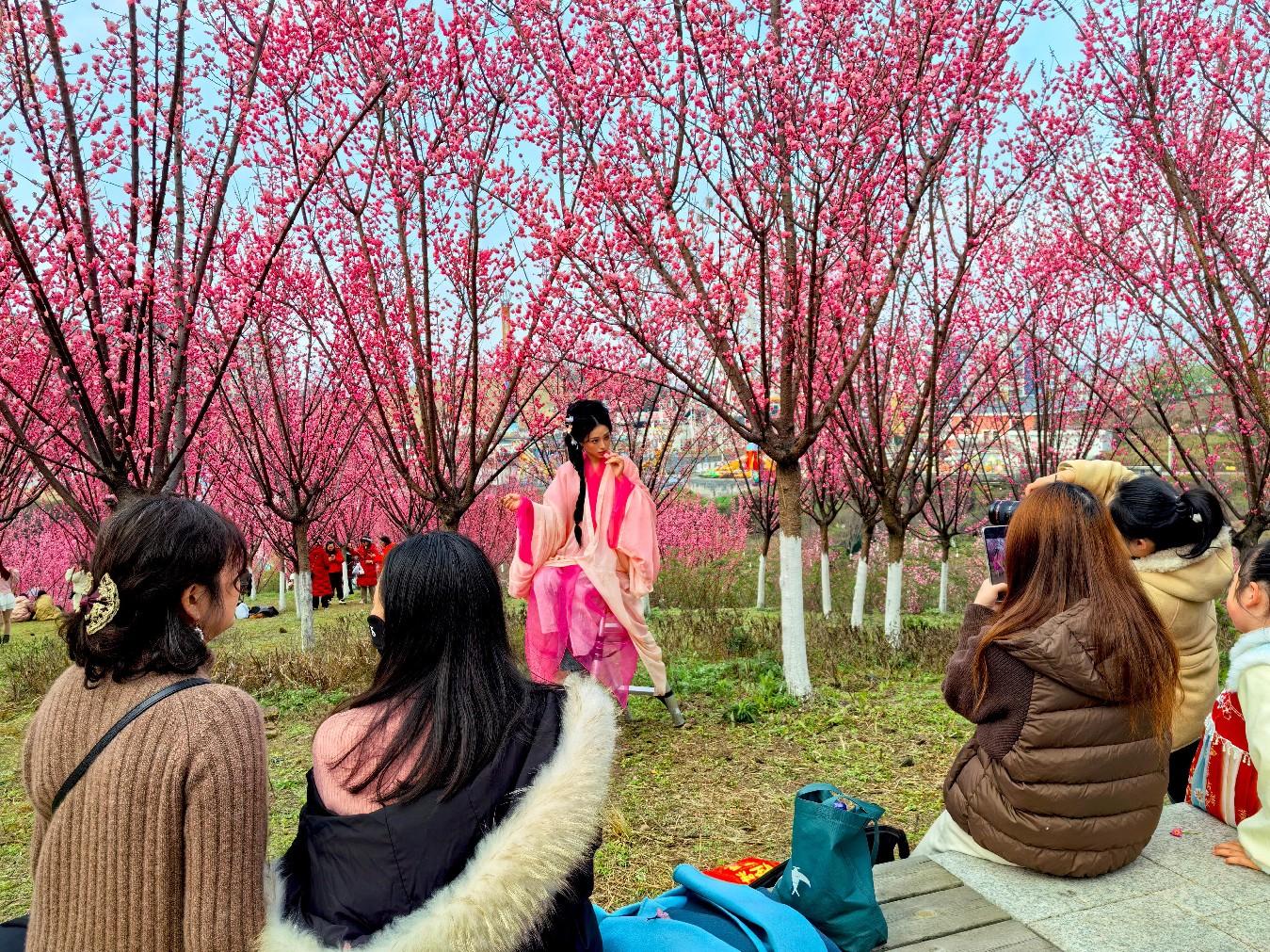 广安区红梅花开游人来_中国网
