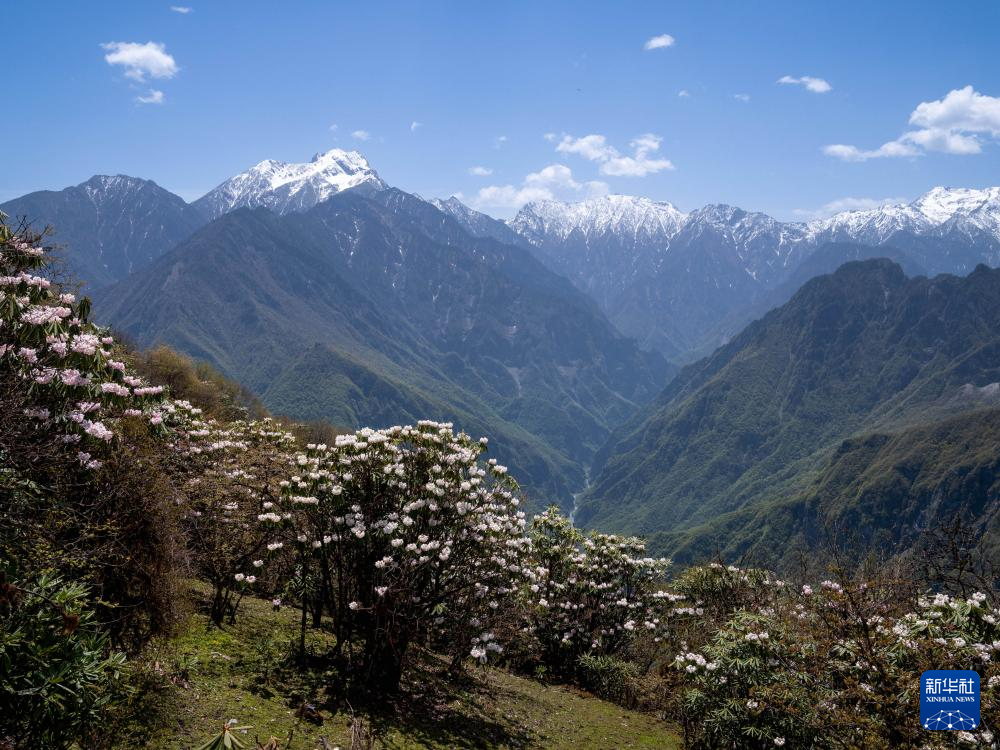 四川平武：千亩高山杜鹃花开迎客来_中国网