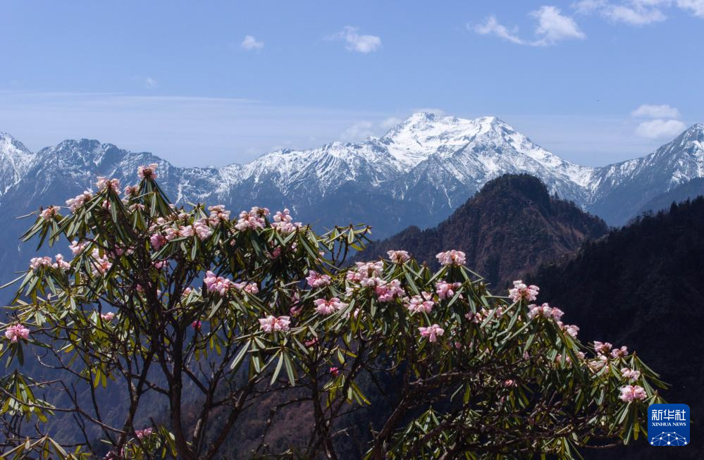 四川平武：千亩高山杜鹃花开迎客来_中国网