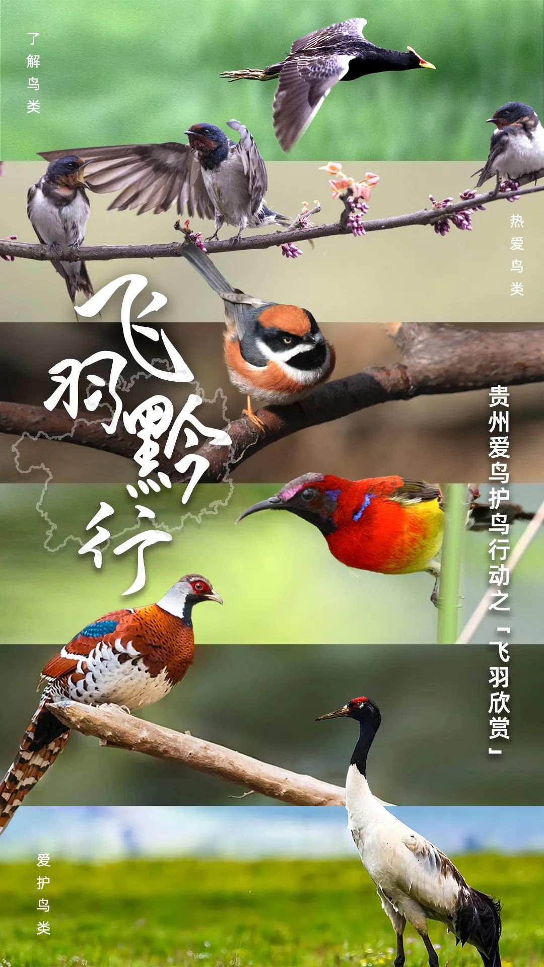 “飞羽黔行”爱鸟护鸟行动——【飞羽欣赏】连载（一）_中国网