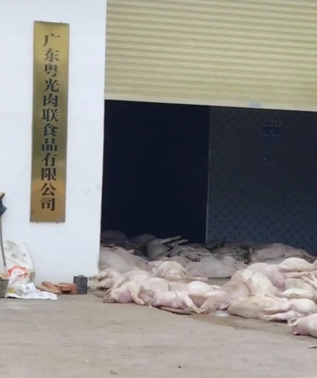 广东一肉联公司门口堆满死猪，官方：7人被控制_中国网