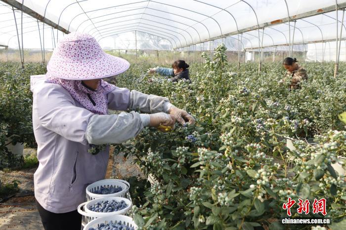 广西来宾：智慧种出“甜蜜果” 激活乡村振兴新动能