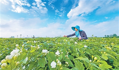 好一朵茉莉花！全球每10朵茉莉花6朵来自横州