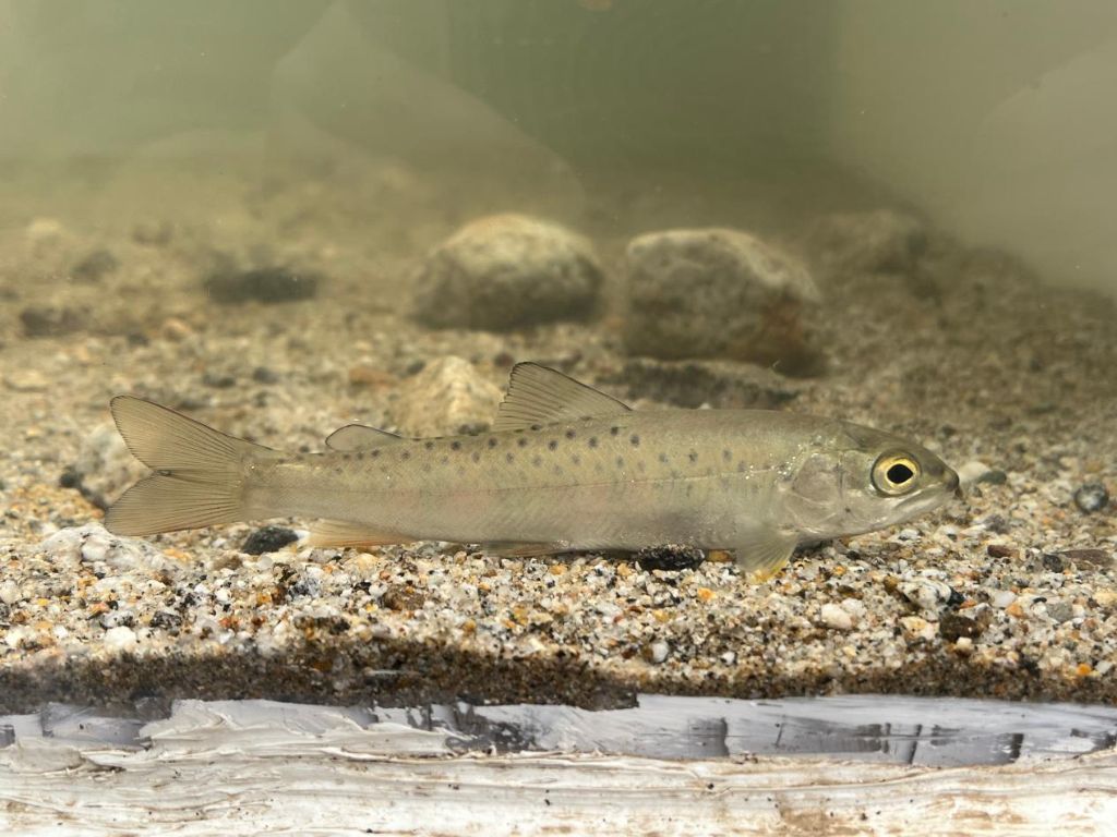 甘肃刷新秦岭细鳞鲑分布海拔纪录 最高达2521.1米