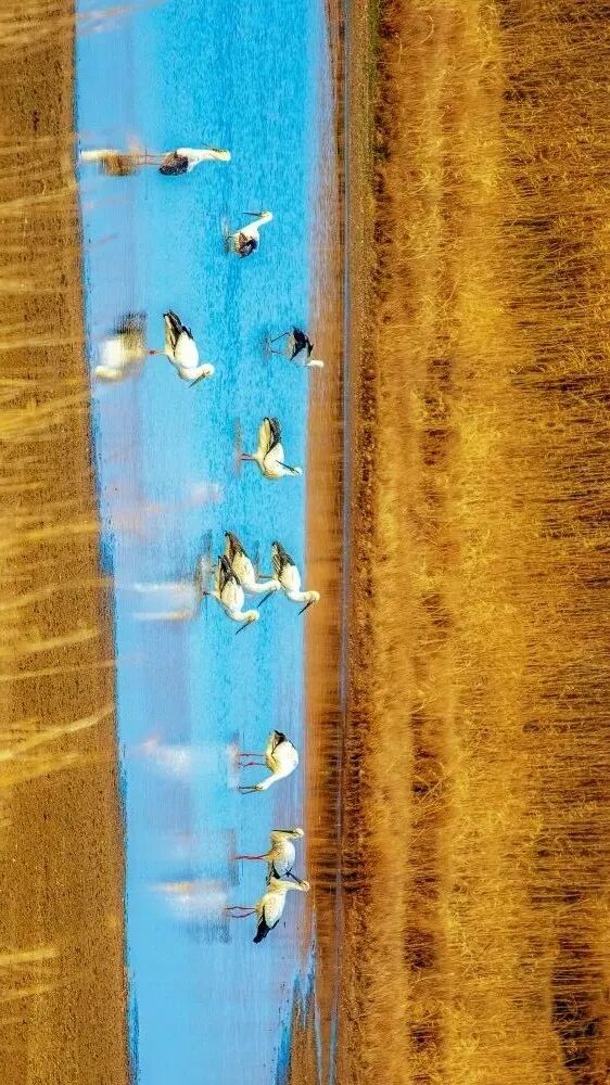 
中国中医科学院广安门医院陈瑞雪医生黄牛预约代挂号电话开局之年看中国·潮涌荆楚丨一只东方白鹳的长江之旅