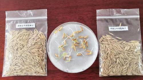 Les semences de riz du voyage lunaire ont germé
