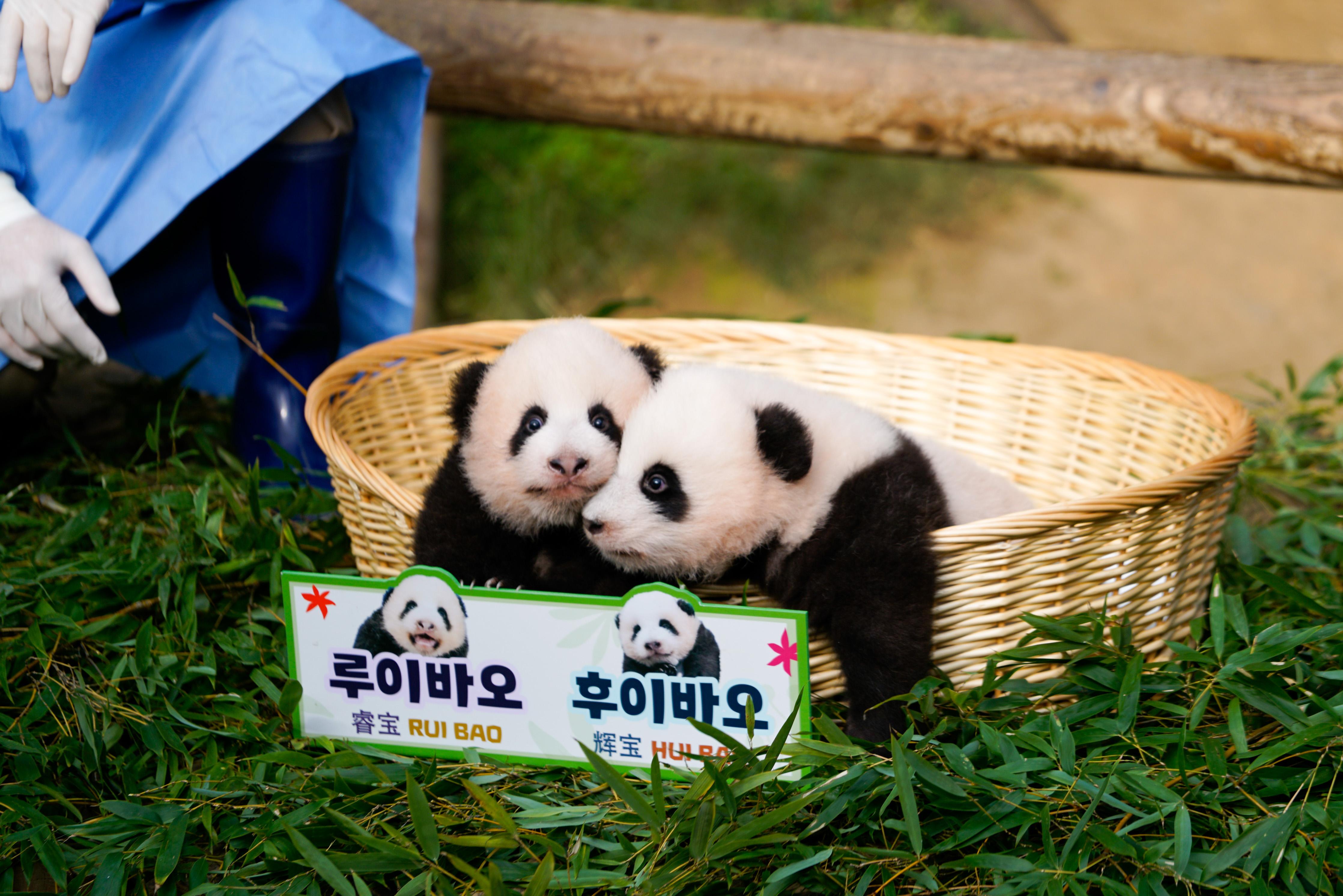 Corée du Sud : les pandas géants jumeaux « Rui Bao » et « Hui Bao ...