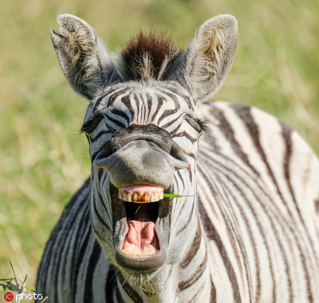 Los animales te hacen reír a carcajadas en el Día Mundial de la Risa ...