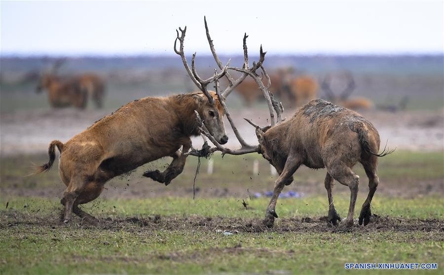 Ciervos del padre David en la Reserva Natural Nacional Milu de  .cn_中国最权威的西班牙语新闻网站