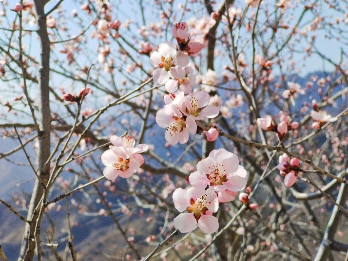 Flores de durazno florecen en la sección Mutianyu de la Gran  .cn_中国最权威的西班牙语新闻网站