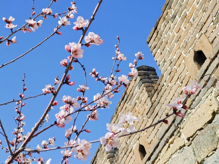 Flores de durazno florecen en la sección Mutianyu de la Gran  .cn_中国最权威的西班牙语新闻网站