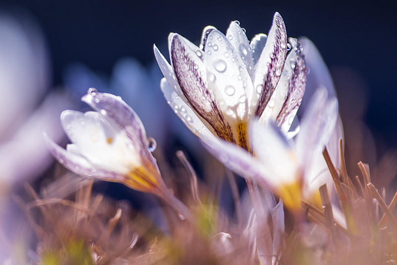 Lirios silvestres florecen entre la nieve y el hielo en  .cn_中国最权威的西班牙语新闻网站