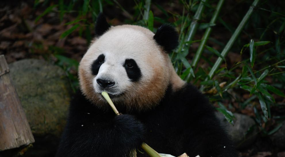 Panda gigante Mei Lan celebra su séptimo cumpleaños en Base de ...