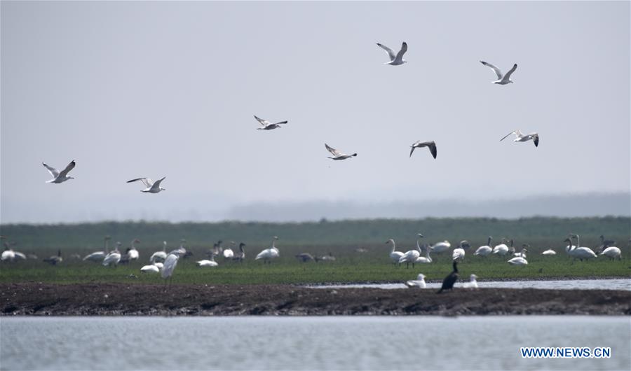 Migrant birds in China's East Dongting Lake ready to fly back to north ...