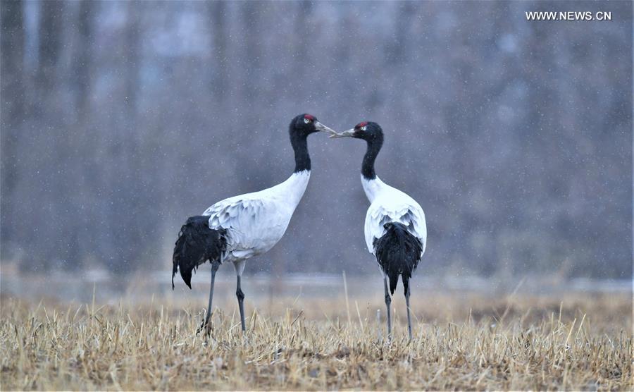 Endangered cranes in Tibet- China.org.cn