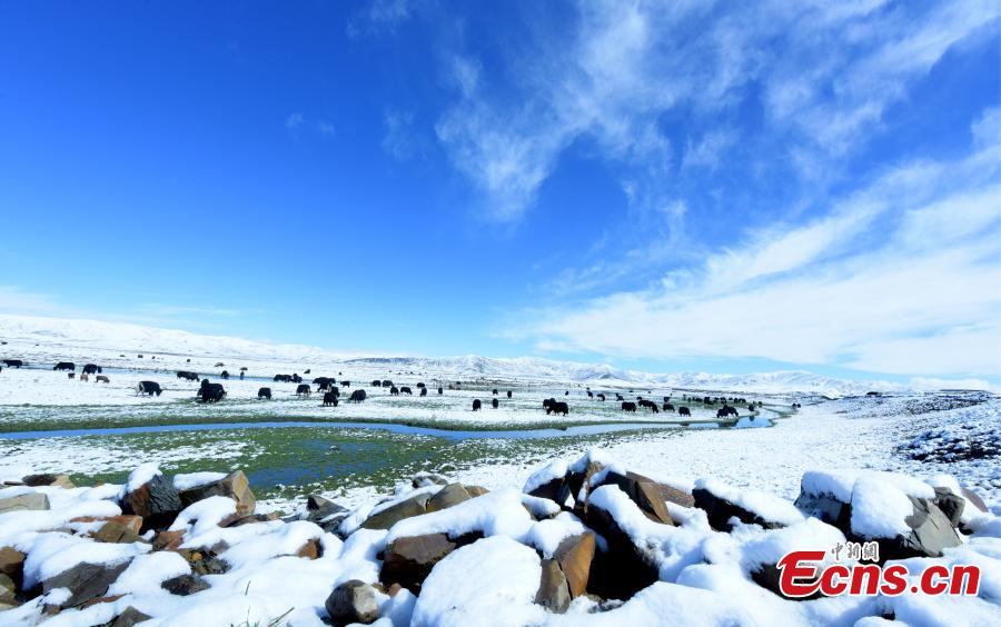 Snow hits vast grassland in Sichuan - China.org.cn