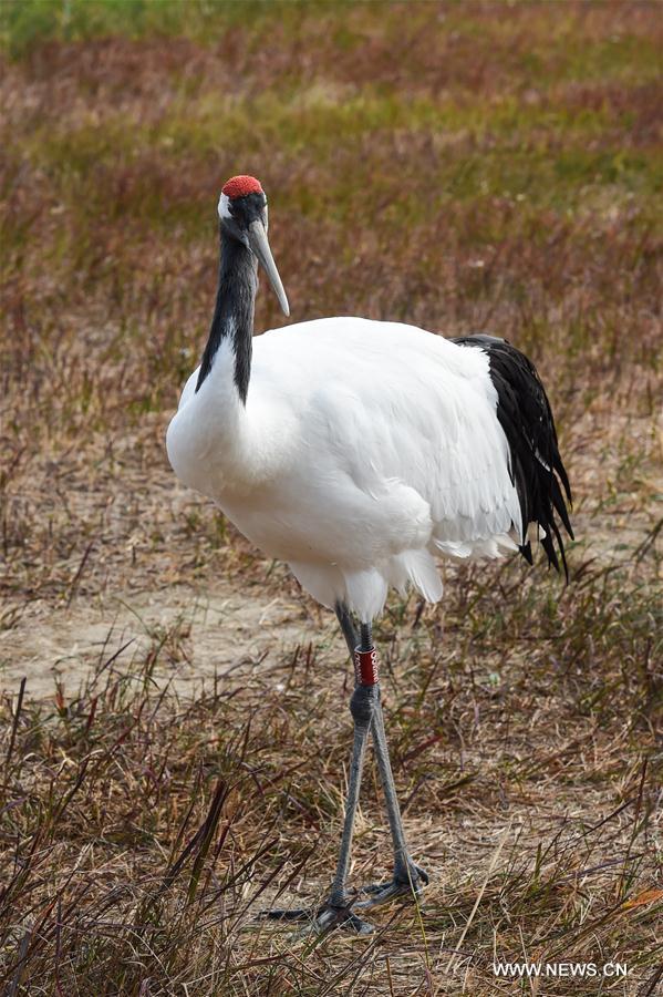 China's migratory bird sanctuaries added to UNESCO World Heritage List ...