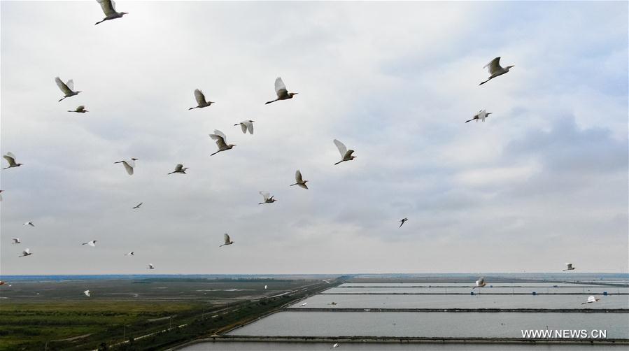 China's migratory bird sanctuaries added to UNESCO World Heritage List ...