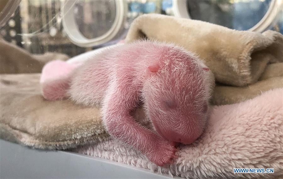 Panda twins born in southwest China- China.org.cn