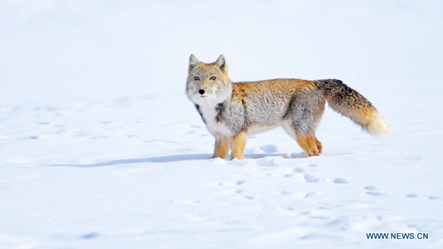 Tibetan fox pictured after snow in Gansu- China.org.cn