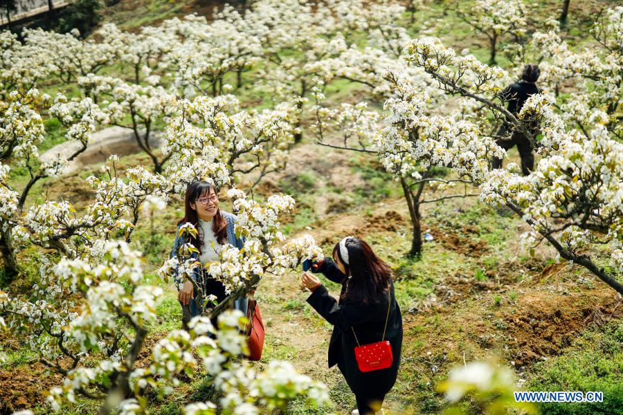 Pear blossoms in Yubei District, Chongqing- China.org.cn