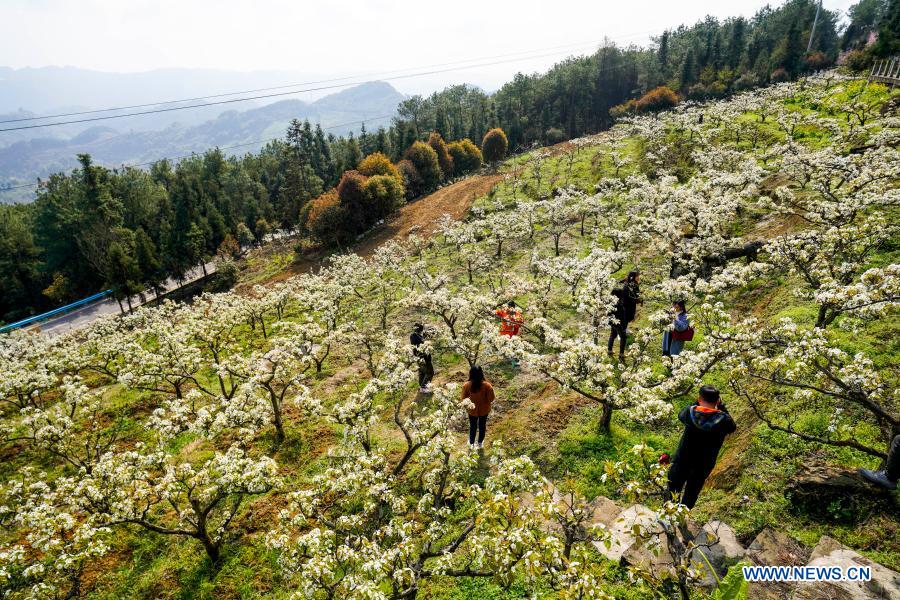 Pear blossoms in Yubei District, Chongqing- China.org.cn