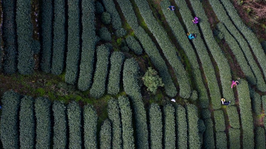 West Lake Longjing Tea greets harvest season- China.org.cn