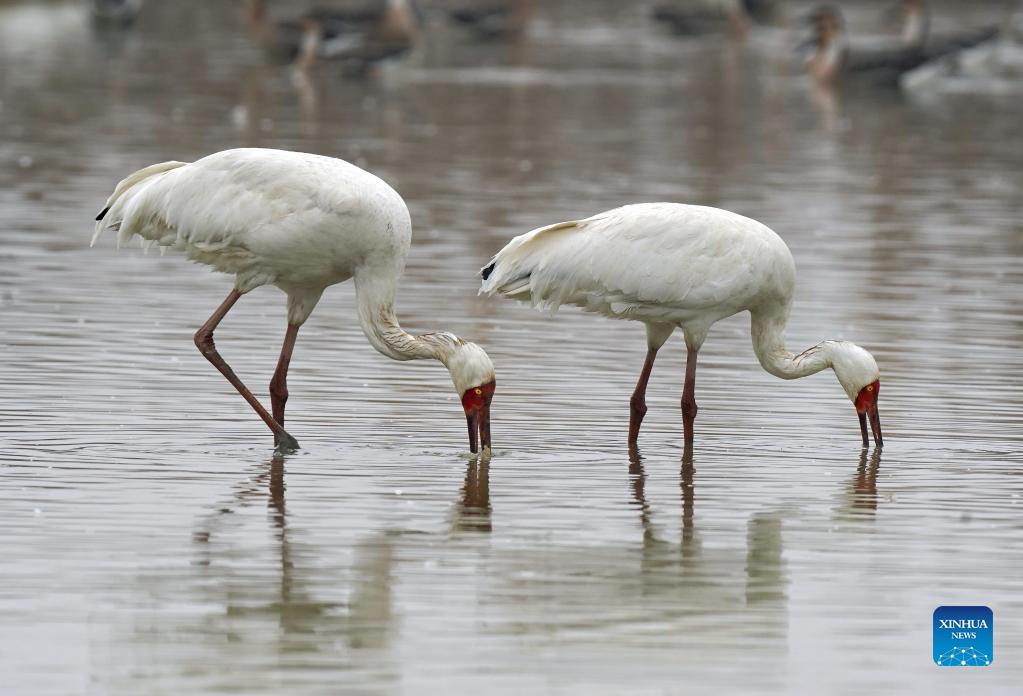 Migratory birds wintering at Poyang Lake, E China- China.org.cn