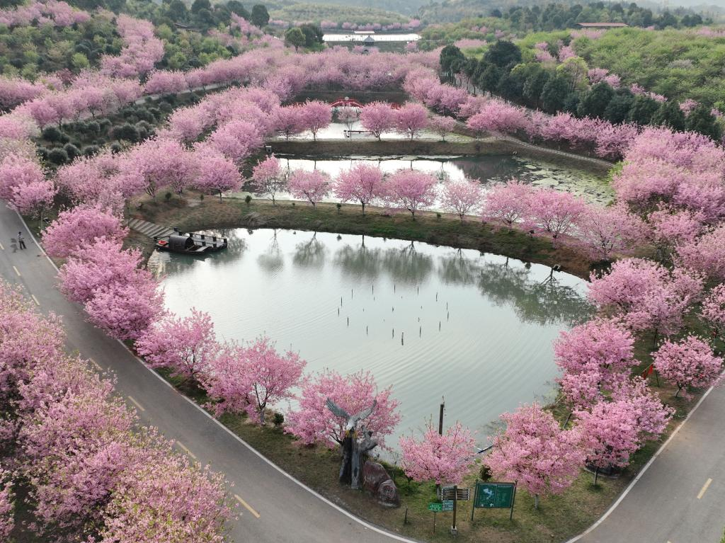 Tourists enjoy cherry blossoms in Changning, Hunan- China.org.cn