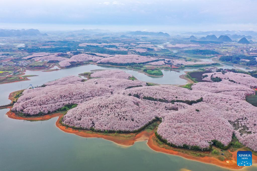 Blooming cherry blossoms in Guizhou Province attract tourists- China.org.cn