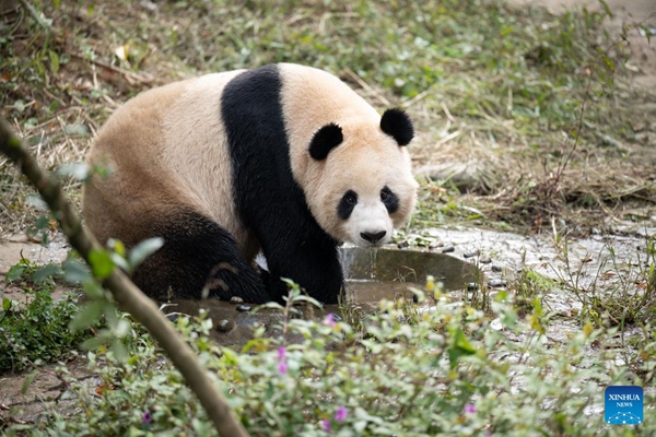 Johnson Panda Two giant pandas leave China's breeding base for Qatar - China.org.cn