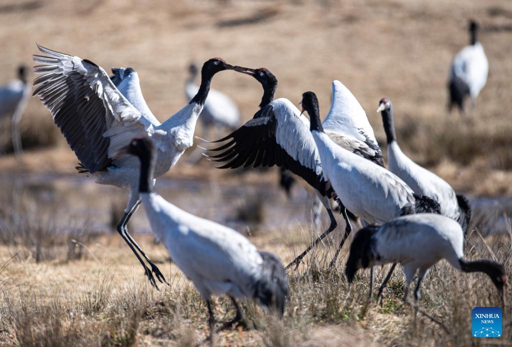 Protector of black-necked cranes in SW China's Yunnan- China.org.cn