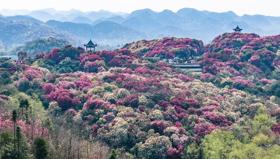 Spring scenery of azalea scenic area in Bijie, SW China- China.org.cn
